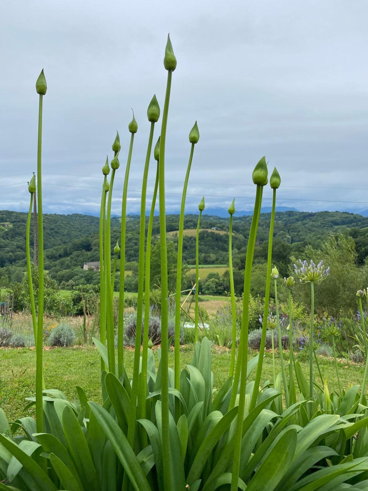 Appartamento Poulou Pyrenees Gelos Esterno foto